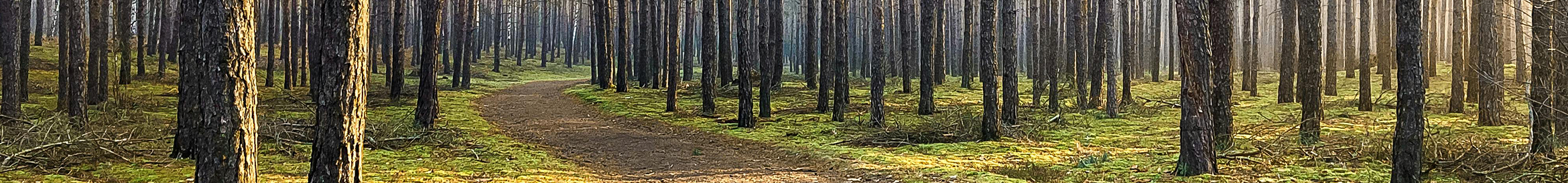 green forest with path winding through